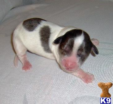 Puppies in OK